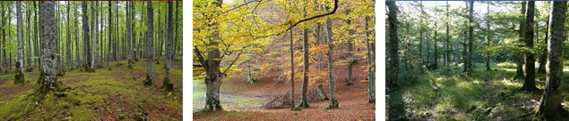 Bosques de Aralar